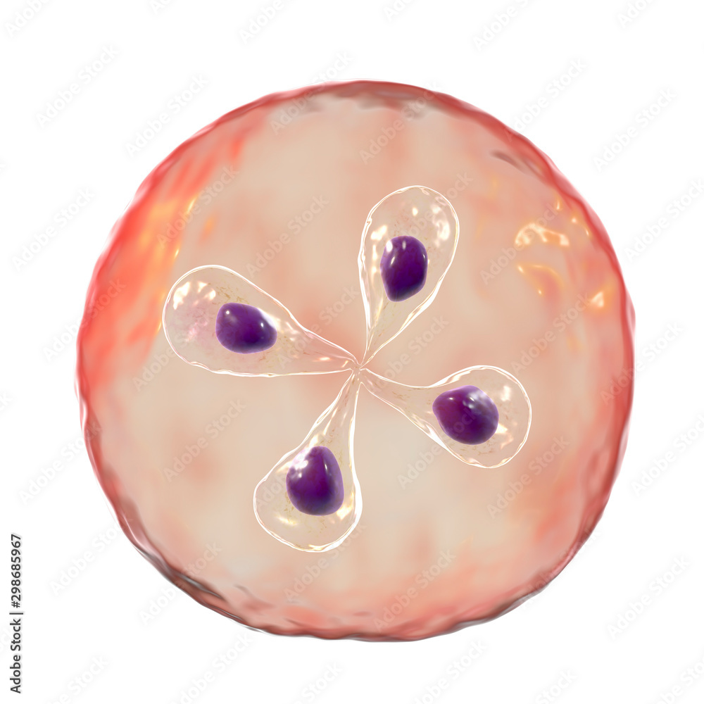 Babesia parasites inside red blood cell, the causative agent of ...