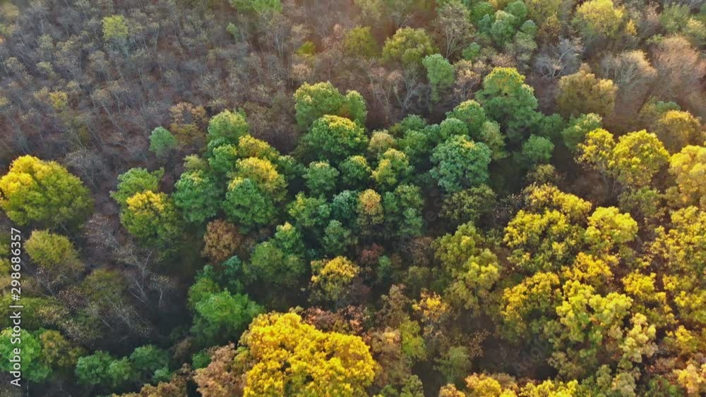 Landscape with autumn a height trees with colorful and yellow leaves aerial top view Landscape with autumn a height trees with colorful and yellow leaves aerial top view