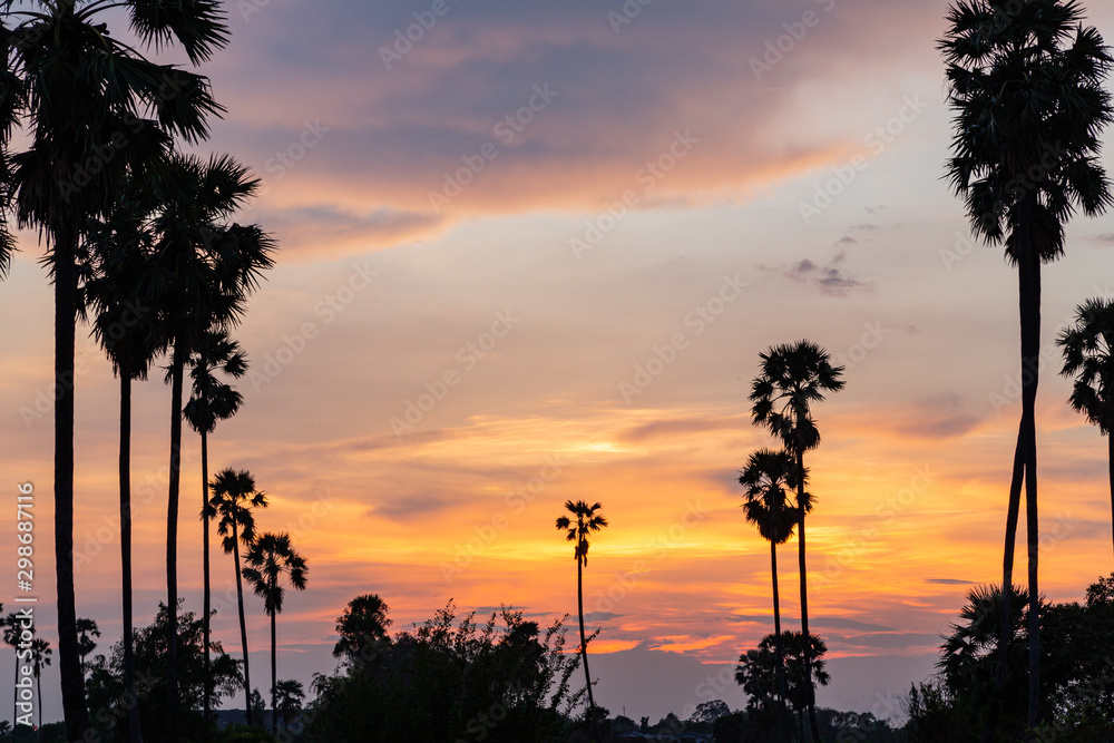 Orange sunset sky with the silhouette of sugar palm tree