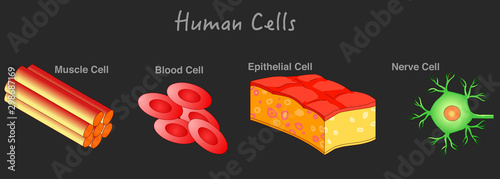 Human cells anatomy. Animal cells structure. Epithelial cell, Muscle cell, blood cell, nerve cell diagram. Biology lesson example. Dark background. Drawing line illustration. School , education vector