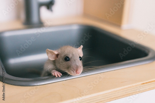 A coffee-coloured rat dumbo sitting in the kitchen in the sink