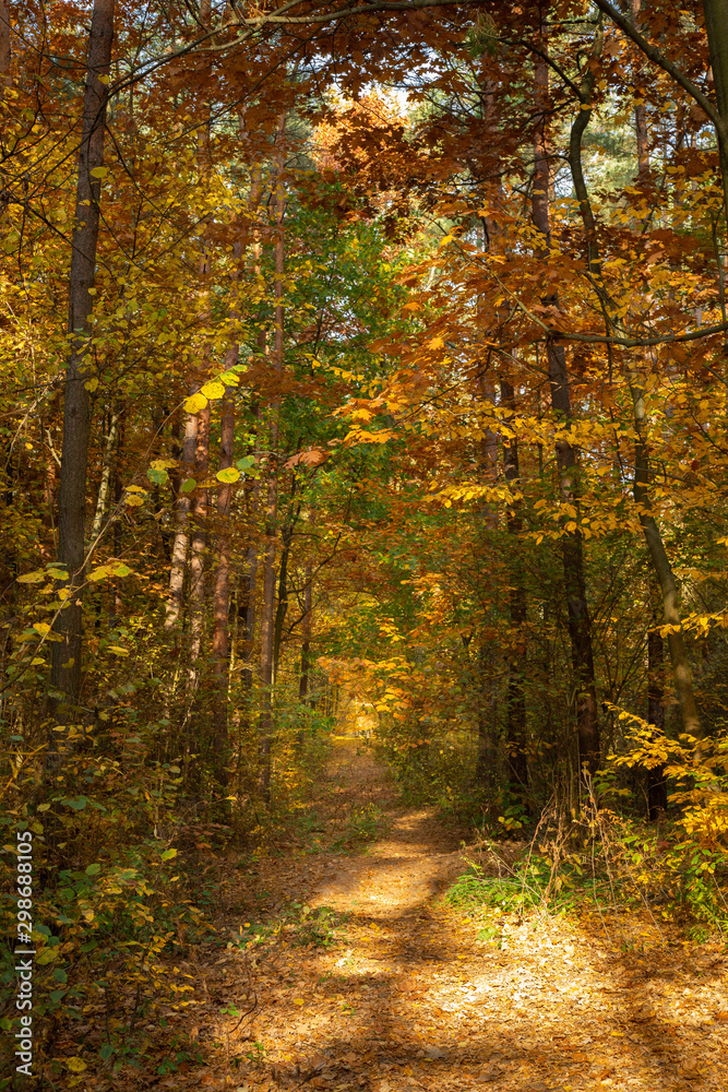 Autumn forest road landscape. Forest road in autumn season. Golden autumn view Autumn forest road landscape. Forest road in autumn season. Golden autumn view