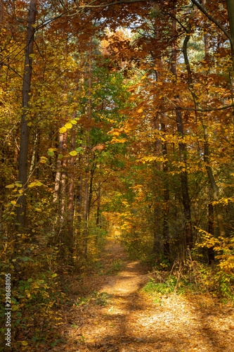 Fototapeta Naklejka Na Ścianę i Meble -  Autumn forest road landscape. Forest road in autumn season. Golden autumn view