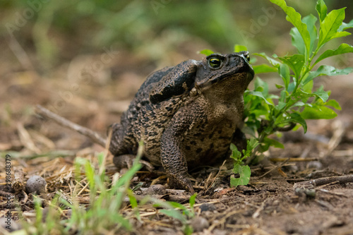Life of a single toad