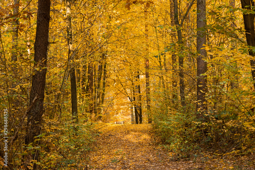 Obraz premium Autumn forest road landscape. Forest road in autumn season. Golden autumn view