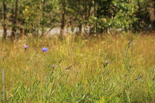 Wildflower meadow with corncockle (Agrostemma githago) and cornflower (Centaurea cyanus) © jojoo64