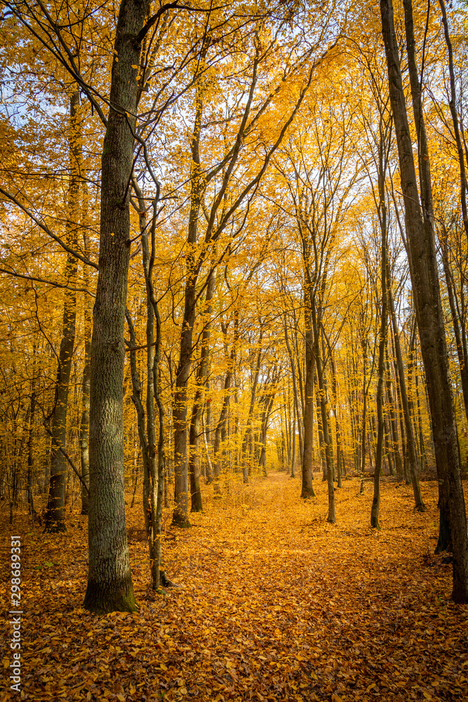 Autumn forest road landscape. Forest road in autumn season. Golden autumn view