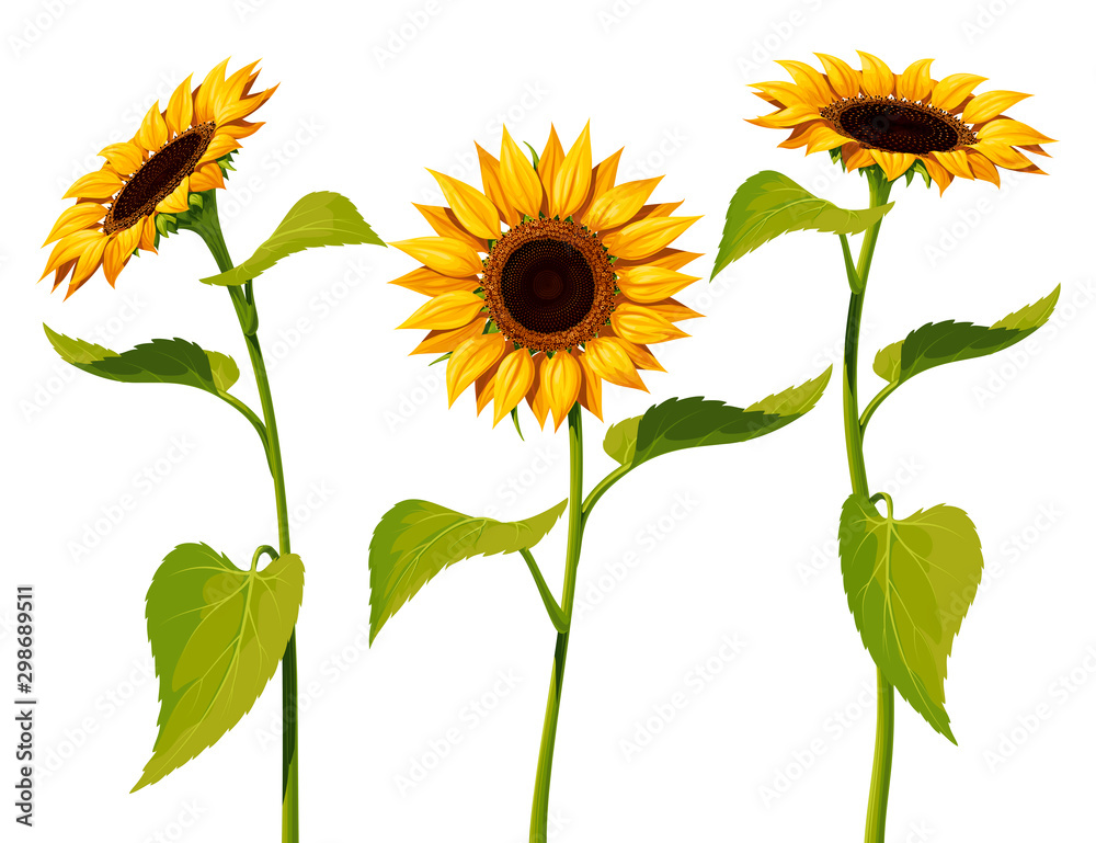 Three sunflower flowers with stems and leaves isolated on a white background - obrazy, fototapety, plakaty 