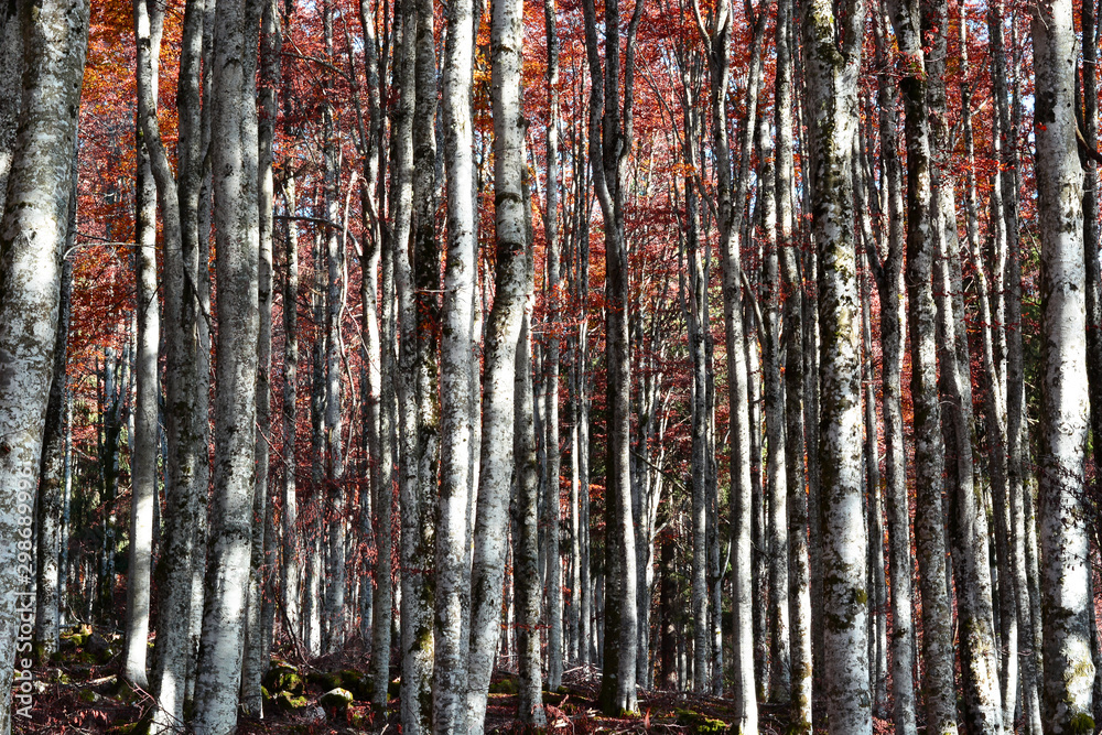Obraz premium the beautiful colors of the autumn forest