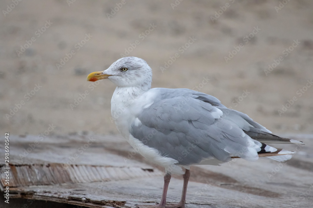 Fototapeta premium Silbermöwe