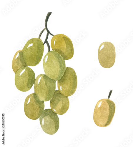 Set of green grape berries, hand drawn watercolor illustration