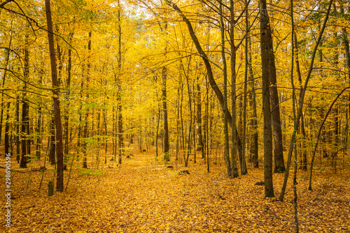 Autumn forest road landscape. Forest road in autumn season. Golden autumn view