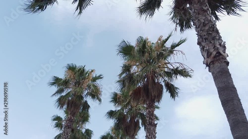 Slow motion of wind in palm tree branches, dolly out photo