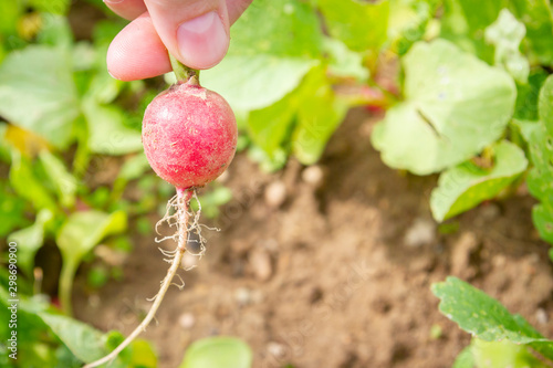 Picking radishes from the garden in early summer in the garden