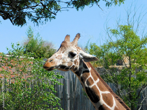 Photography Giraffe Looking At Me
