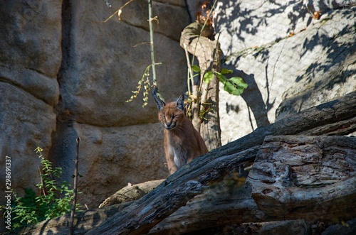 karakal in the rocks photo