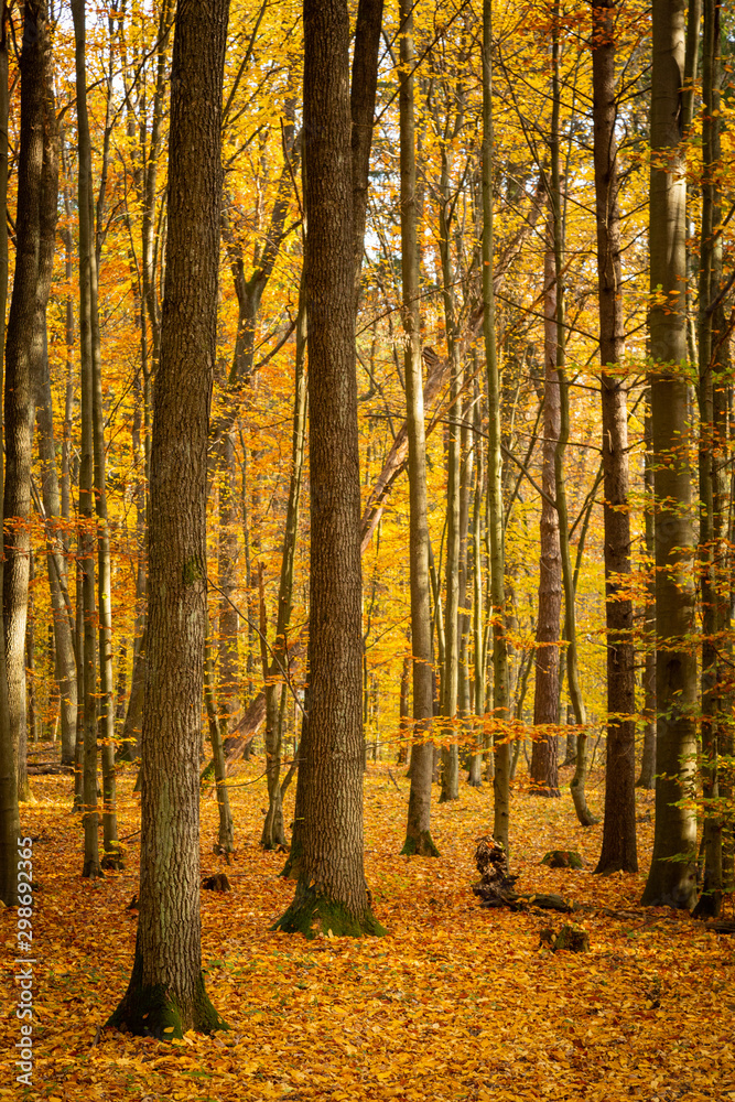 Fototapeta premium Autumn forest road landscape. Forest road in autumn season. Golden autumn view
