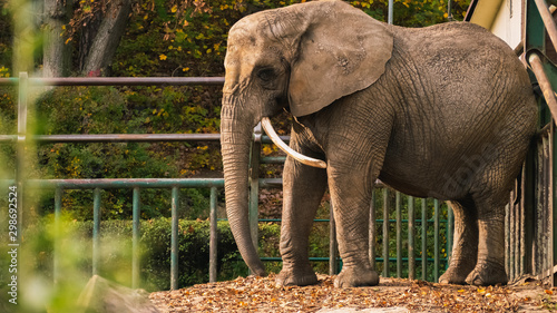 An elephant in a zoo habitat. 