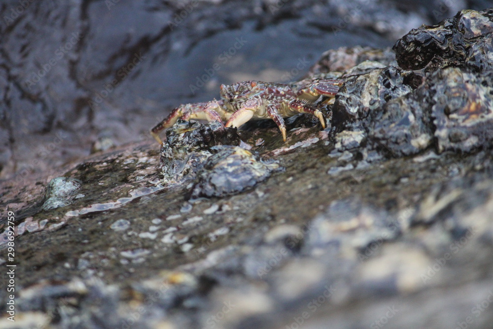 Fototapeta premium crab on the beach
