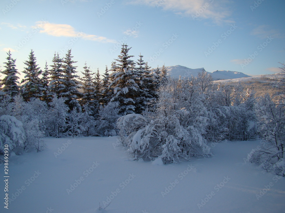 Fototapeta premium Arbres enneigés
