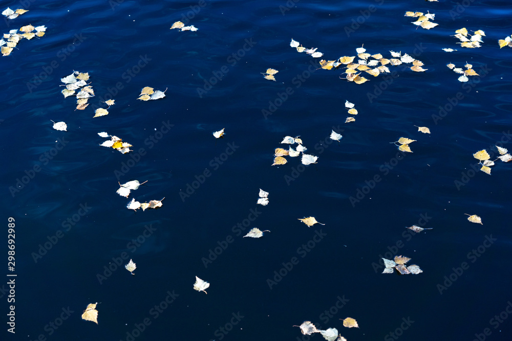 Yellow leaves on blue water Yellow leaves on blue water