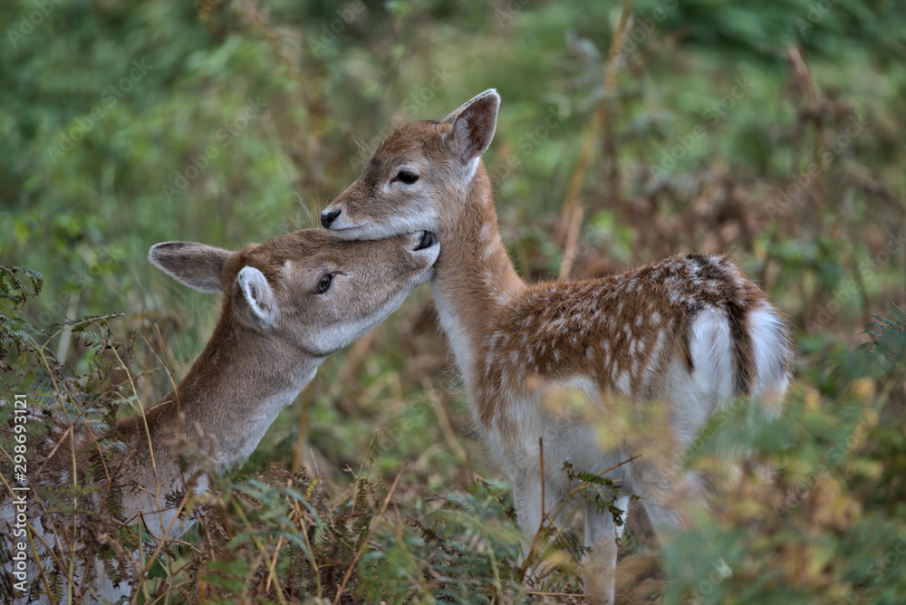 A mothers love , A falllow deer doe giving it's calf a wash A mothers love , A falllow deer doe giving it's calf a wash