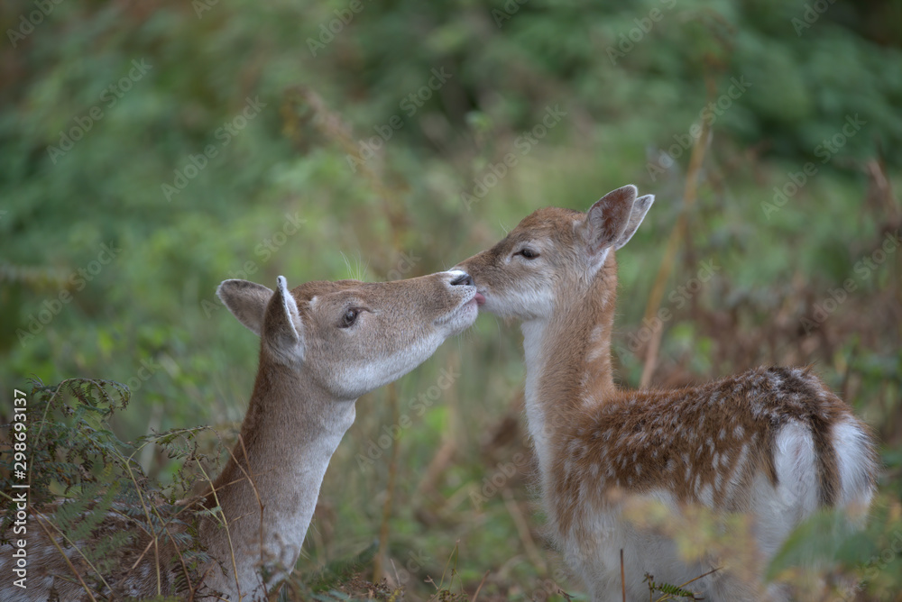 A mothers love , A falllow deer doe giving it's calf a wash A mothers love , A falllow deer doe giving it's calf a wash
