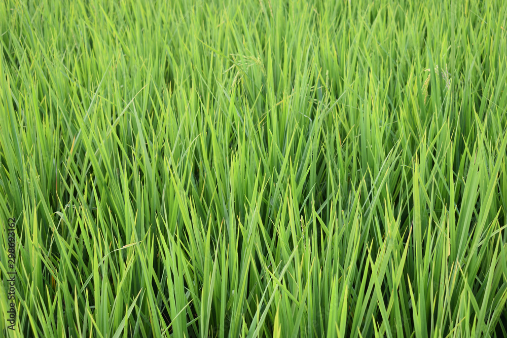 green grass or green wallpaper out door green grass or green wallpaper out door