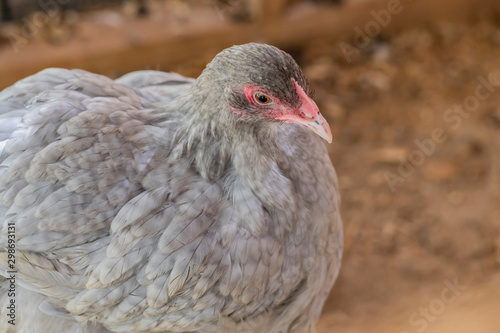 Lavender Cuckoo Orpington Pullet photo