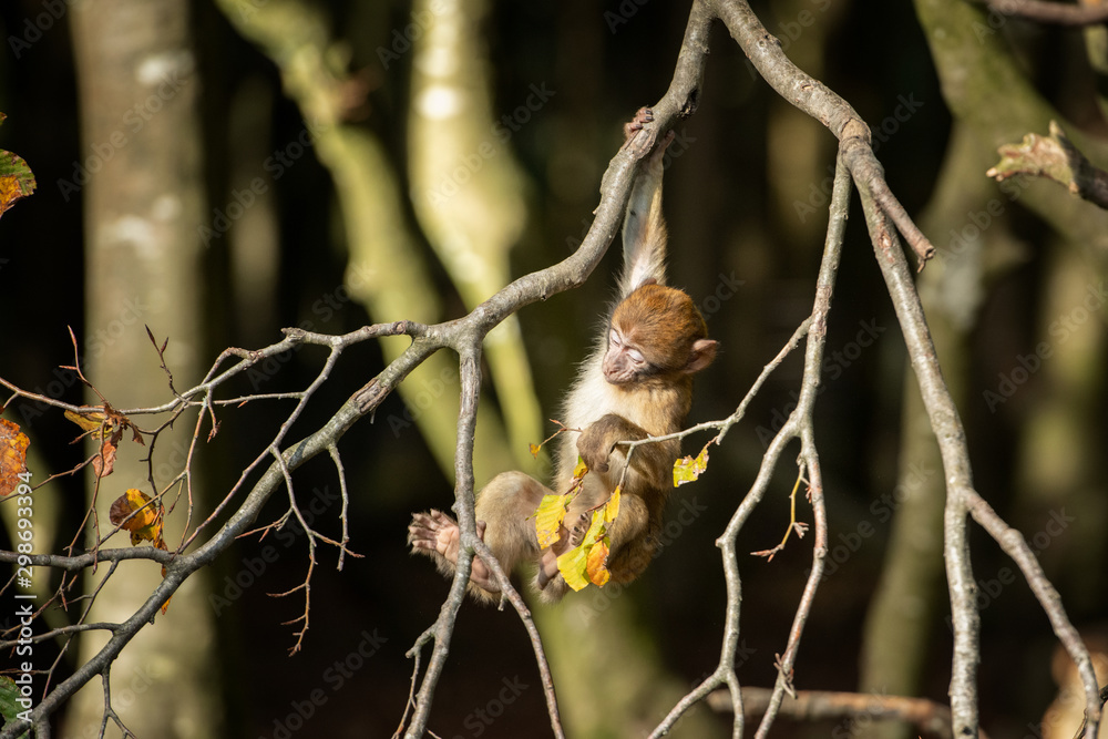 Fototapeta premium Affenberg: Baby-Berberaffe bei Klettern 3 (20191027)