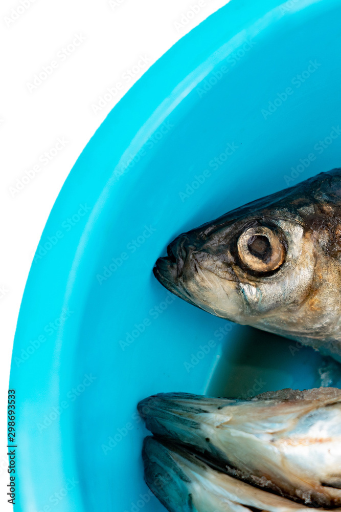 Frozen fish in a blue basin on a white background. Selective focus on the front of the fish head.