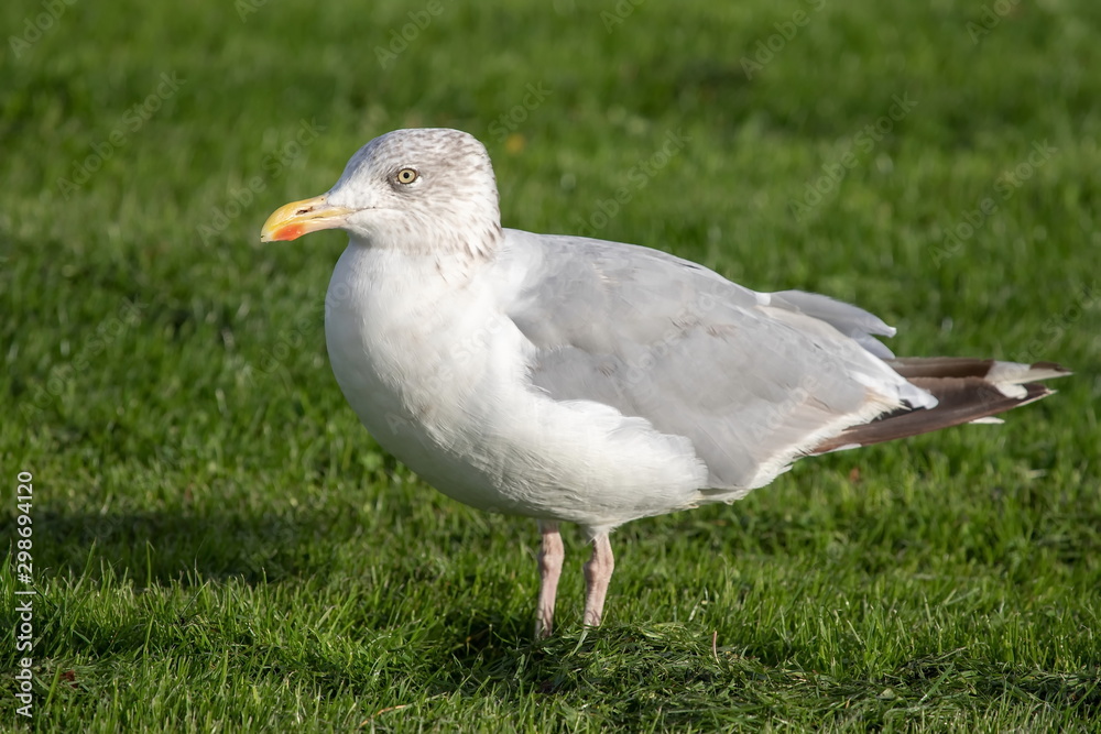 Silbermöwe Silbermöwe
