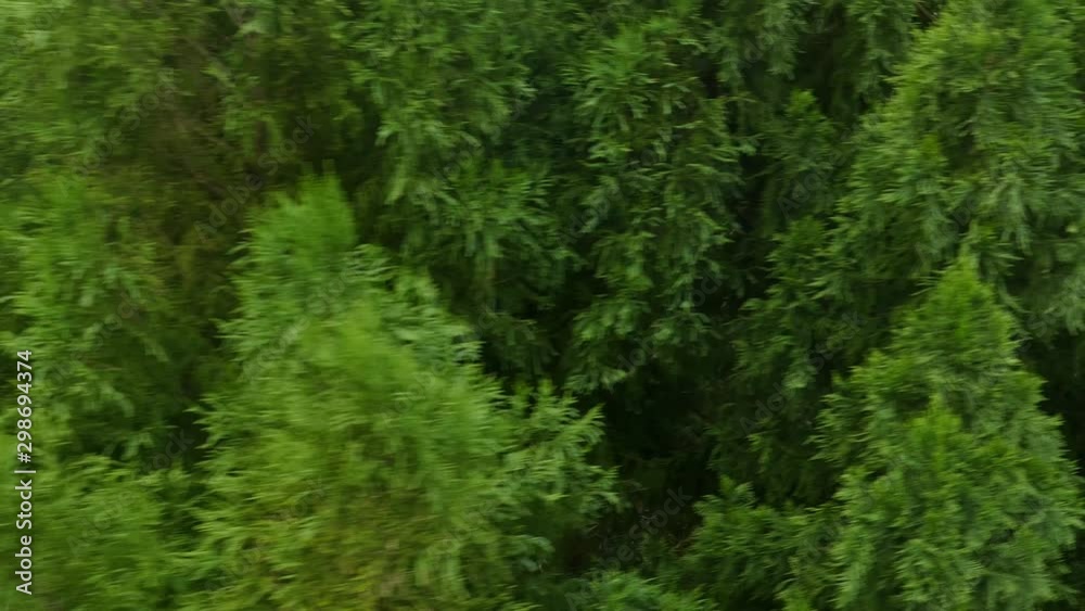 Overhead shot of trees Overhead shot of trees