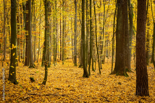 Autumn forest road landscape. Forest road in autumn season. Golden autumn view