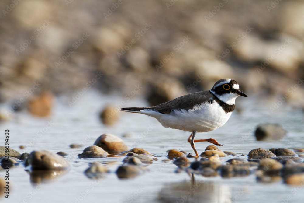 The little ringed plover on gravel bar from the Drava River The little ringed plover on gravel bar from the Drava River