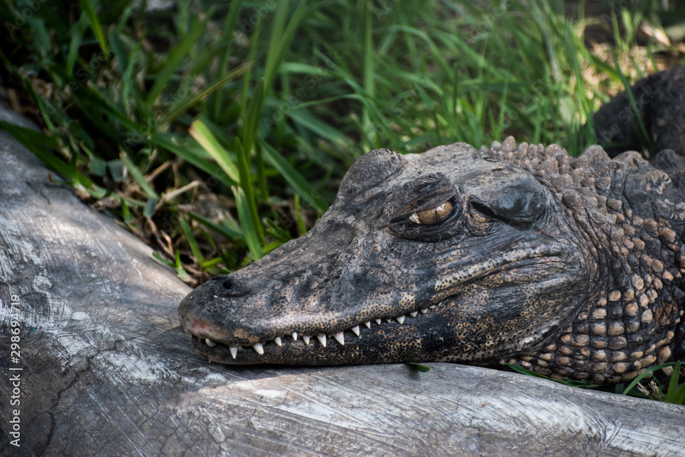 Obraz premium crocodile 