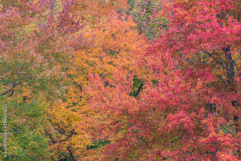 Fall foliage in vivid red, yellow, orange green background