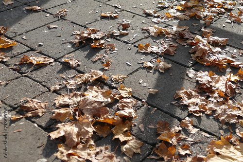 Autumn pavement photo