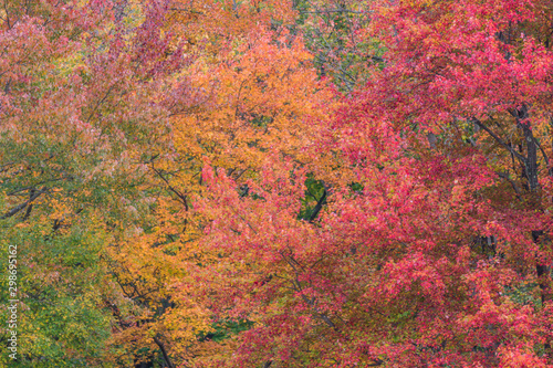 Fall foliage in vivid red, yellow, orange green background