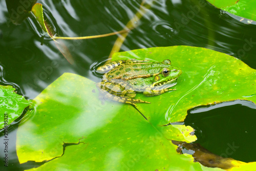 frog in a pond among the Lily leaves close up. wildlife animals photo