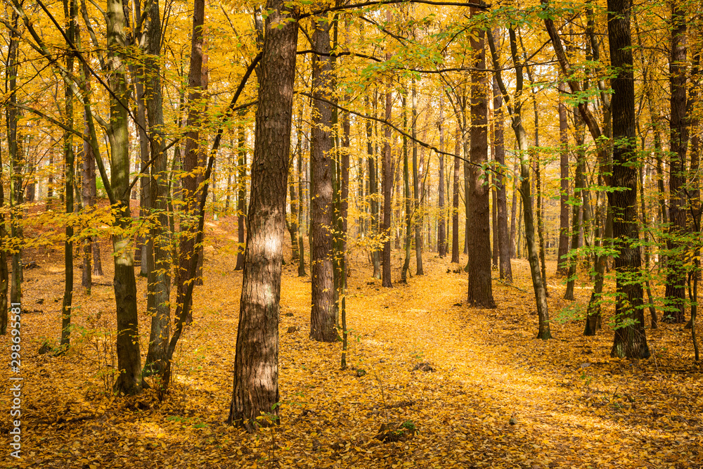 Obraz premium Autumn forest road landscape. Forest road in autumn season. Golden autumn view