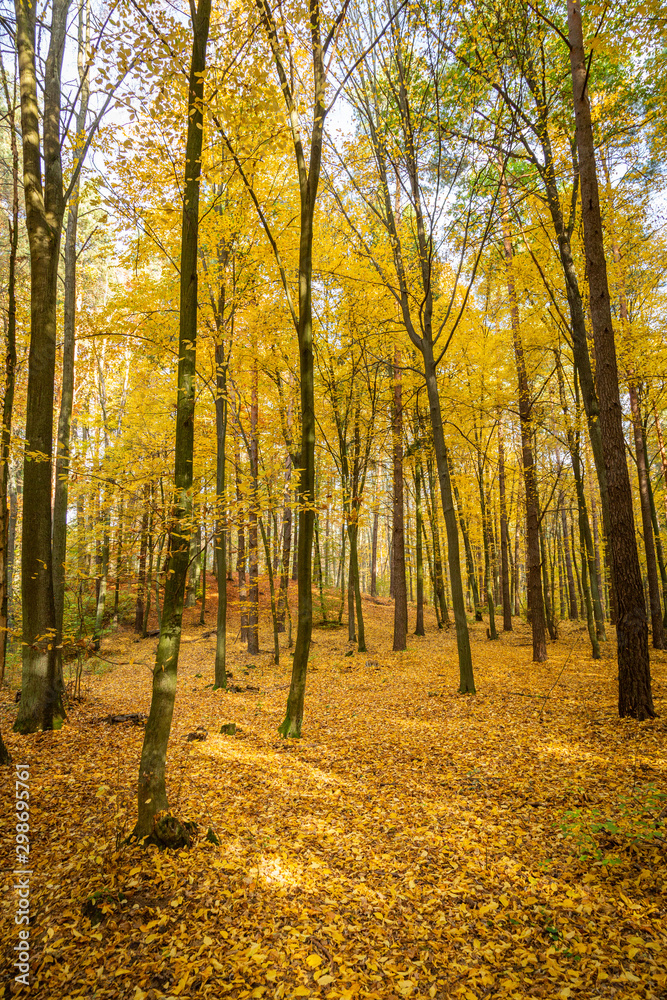 Autumn forest road landscape. Forest road in autumn season. Golden autumn view Autumn forest road landscape. Forest road in autumn season. Golden autumn view