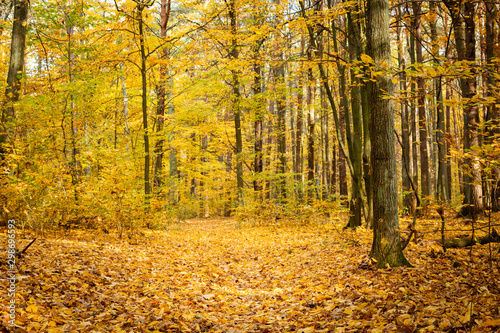 Autumn forest road landscape. Forest road in autumn season. Golden autumn view