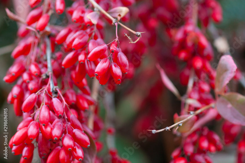 Juicy berries of berberis on the branches photo