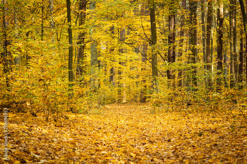 Autumn forest road landscape. Forest road in autumn season. Golden autumn view