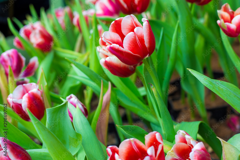 Fototapeta premium Colorful tulip flower botanic garden