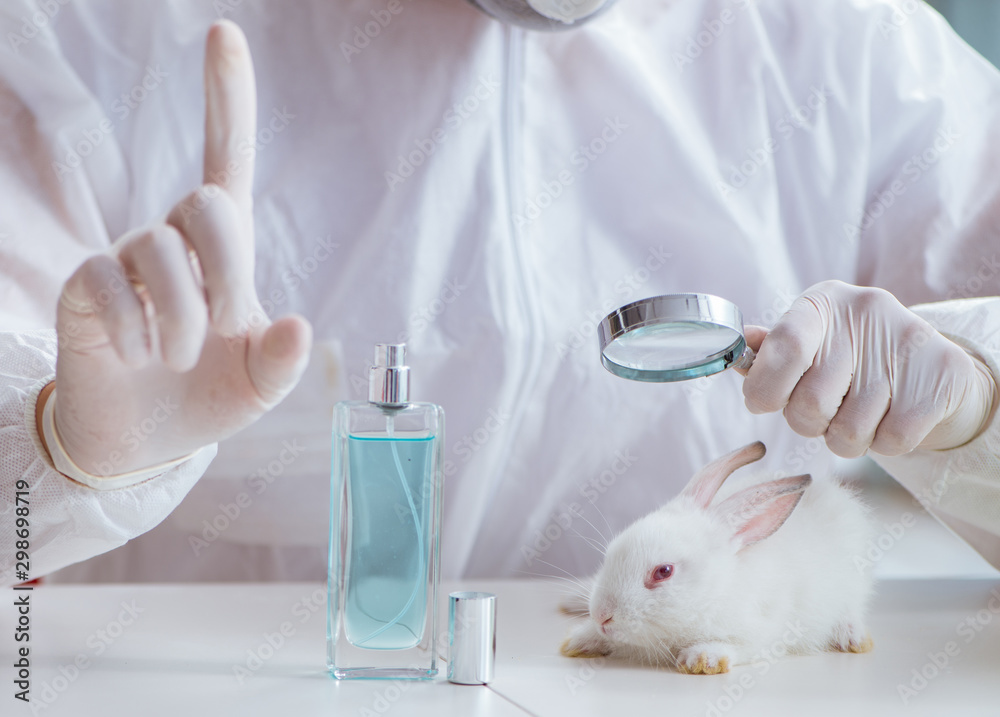 White rabbit in scientific lab experiment White rabbit in scientific lab experiment