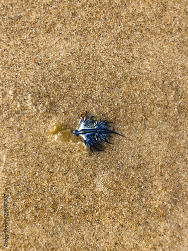 Tableau sur toile Blue dragon, also known as Blue Glaucus, sea slug washed up on Gold Coast beach, Australia