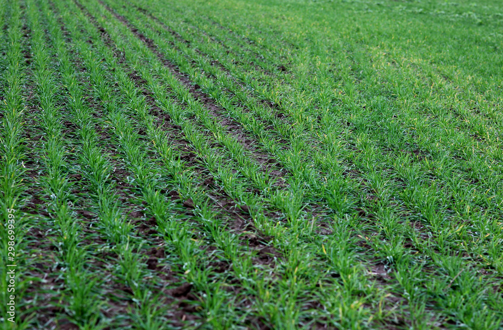farm field with young shoots of wheat