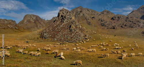 Russia. mountain Altai. A flock of sheep graze between the mountains located along the Chui tract.